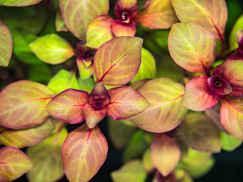 Mini Super Red Ludwigia (Ludwigia sp. "Mini Super Red")