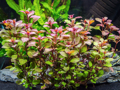3 PLANT COMBO - Beginner Aquarium Plants: Hornwort, Duckweed, and Java Moss