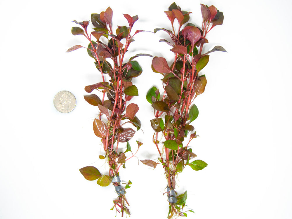 Mini Super Red Ludwigia (Ludwigia sp. "Mini Super Red"), Bunched