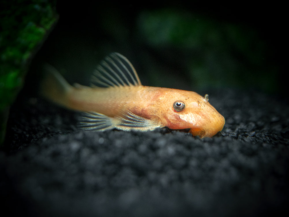 Super Red Bristlenose Pleco (Ancistrus sp.), TANK-BRED!