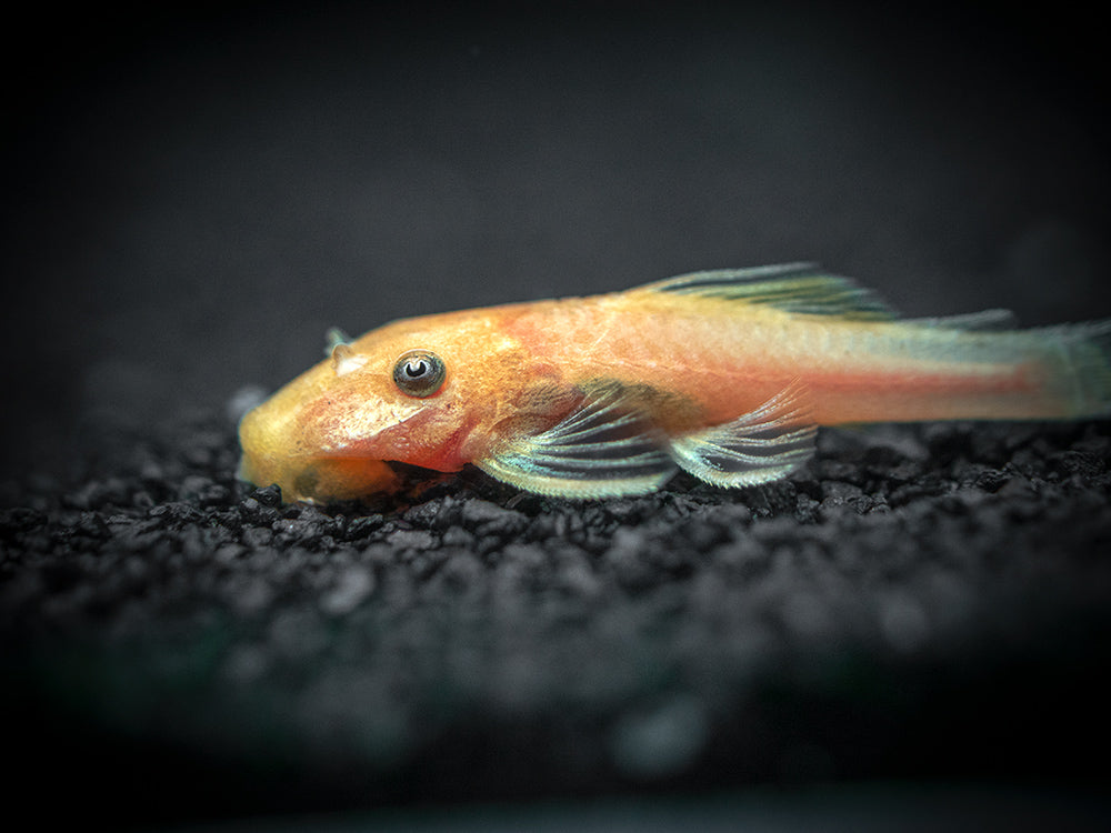 Super Red Bristlenose Pleco (Ancistrus sp.), TANK-BRED!