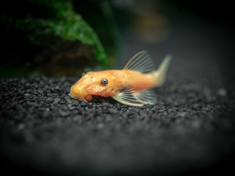Super Red Bristlenose Pleco (Ancistrus sp. "Super Red"), USA Bred