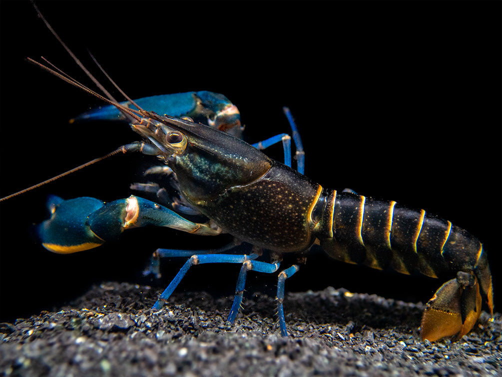 Supernova AKA Blue Moon Crayfish (Cherax boesemani)