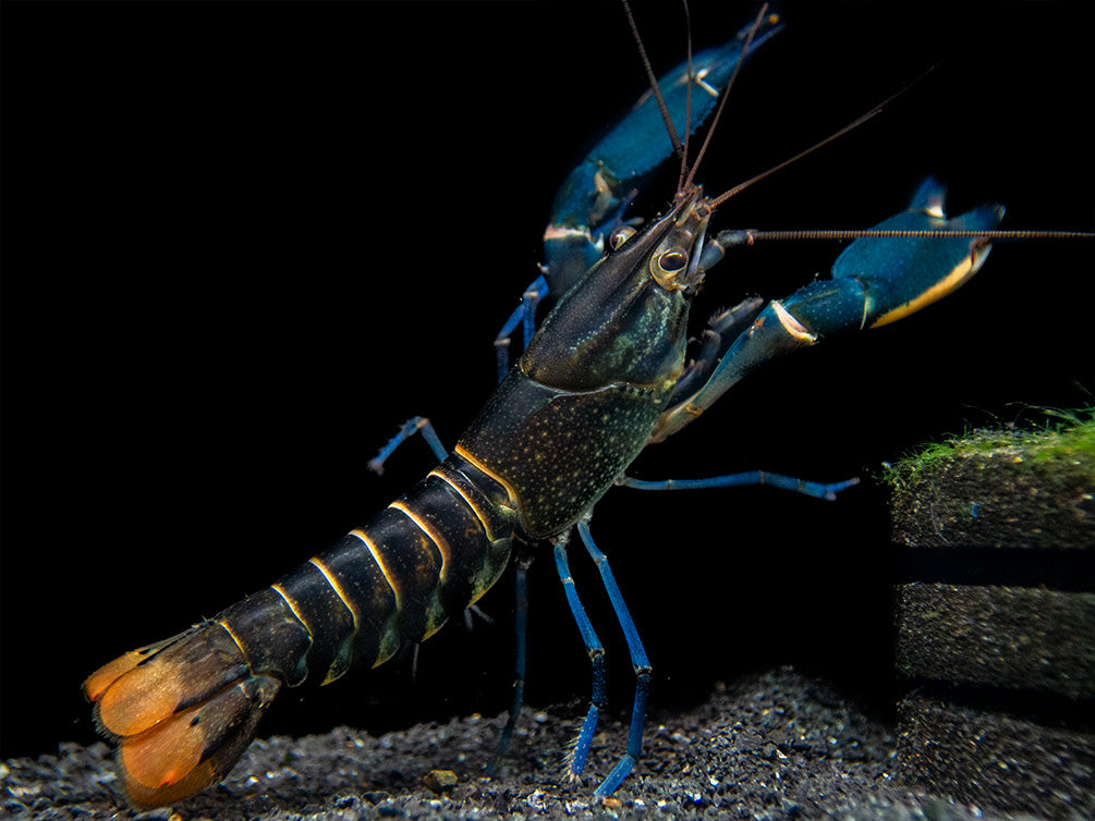 Supernova AKA Blue Moon Crayfish (Cherax boesemani)