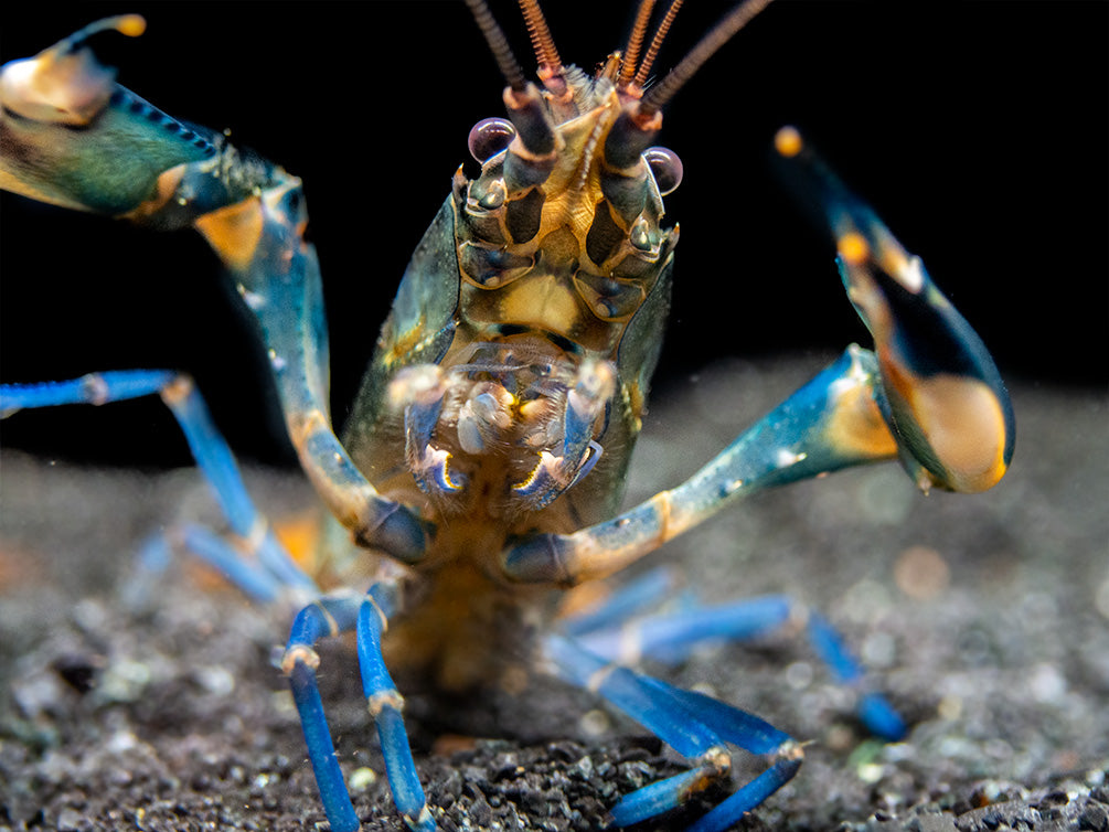 Supernova AKA Blue Moon Crayfish (Cherax boesemani)