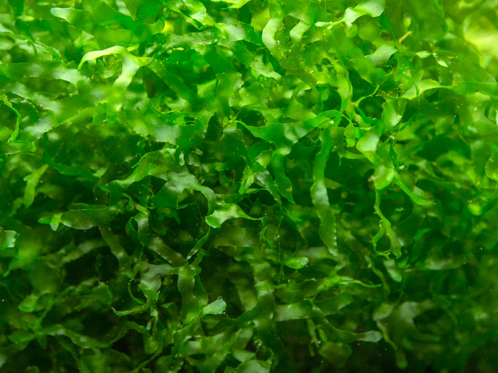 Loma Fern AKA Süsswassertang/Sübwassertang (Lomariopsis cf. lineata), Loose Portion