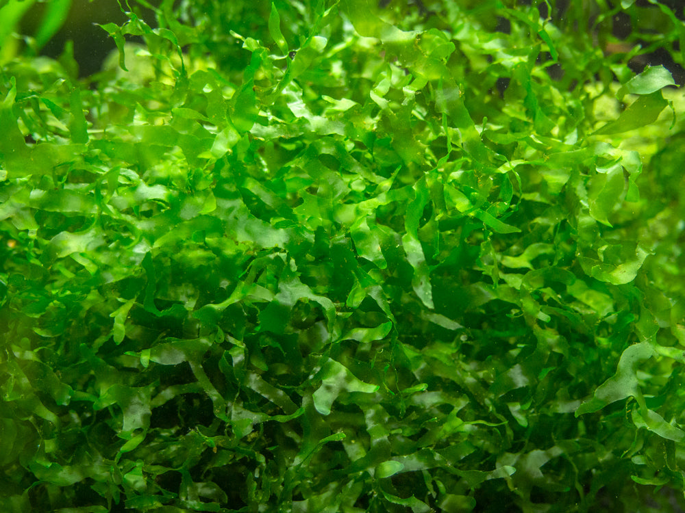 Loma Fern AKA Süsswassertang/Sübwassertang (Lomariopsis cf. lineata), Loose Portion