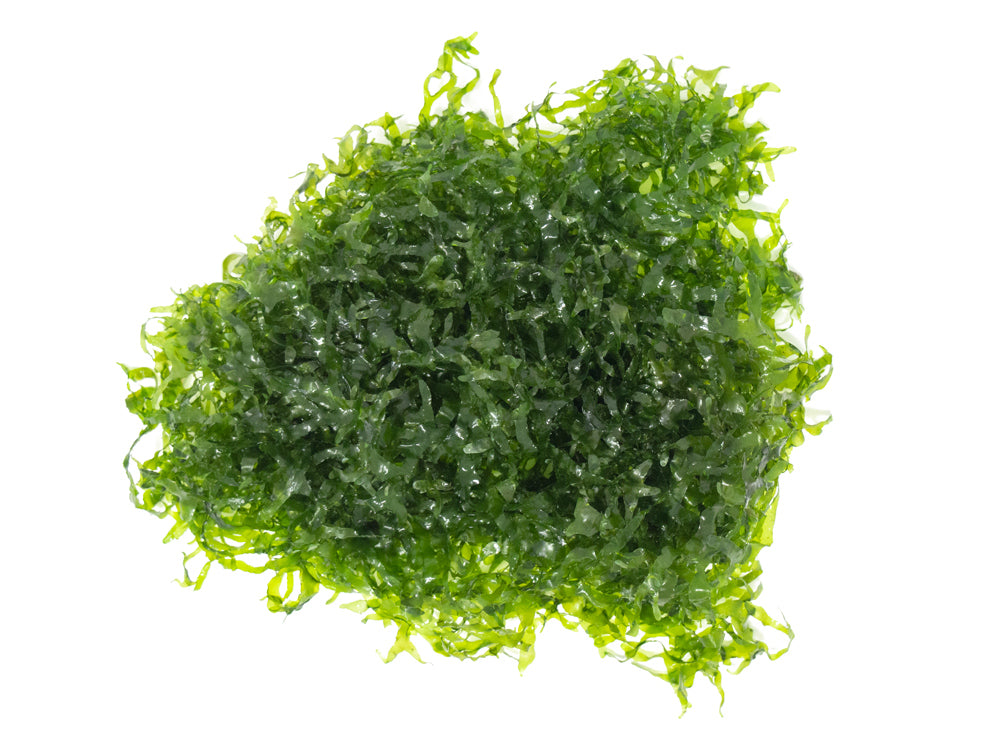 Loma Fern AKA Süsswassertang/Sübwassertang (Lomariopsis cf. lineata), Loose Portion