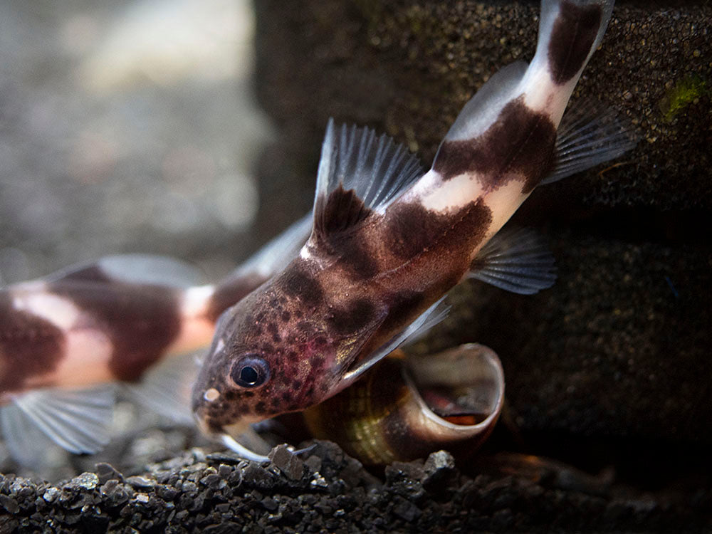 Valentine Zebra Catfish (Synodontis decorus x S. multipunctata), Tank-Bred!