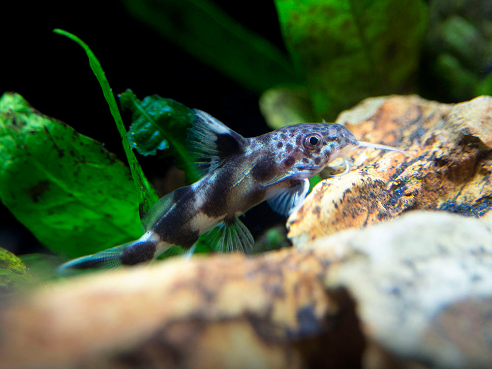 Valentine Zebra Catfish (Synodontis decorus x S. multipunctata), Tank-Bred!