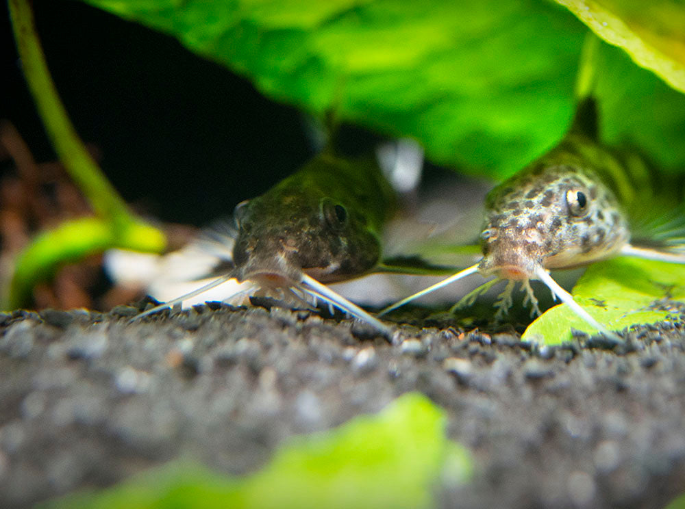 Valentine Zebra Catfish (Synodontis decorus x S. multipunctata), Tank-Bred!