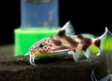 Valentine Zebra Catfish (Synodontis decorus x S. multipunctata), Tank-Bred!