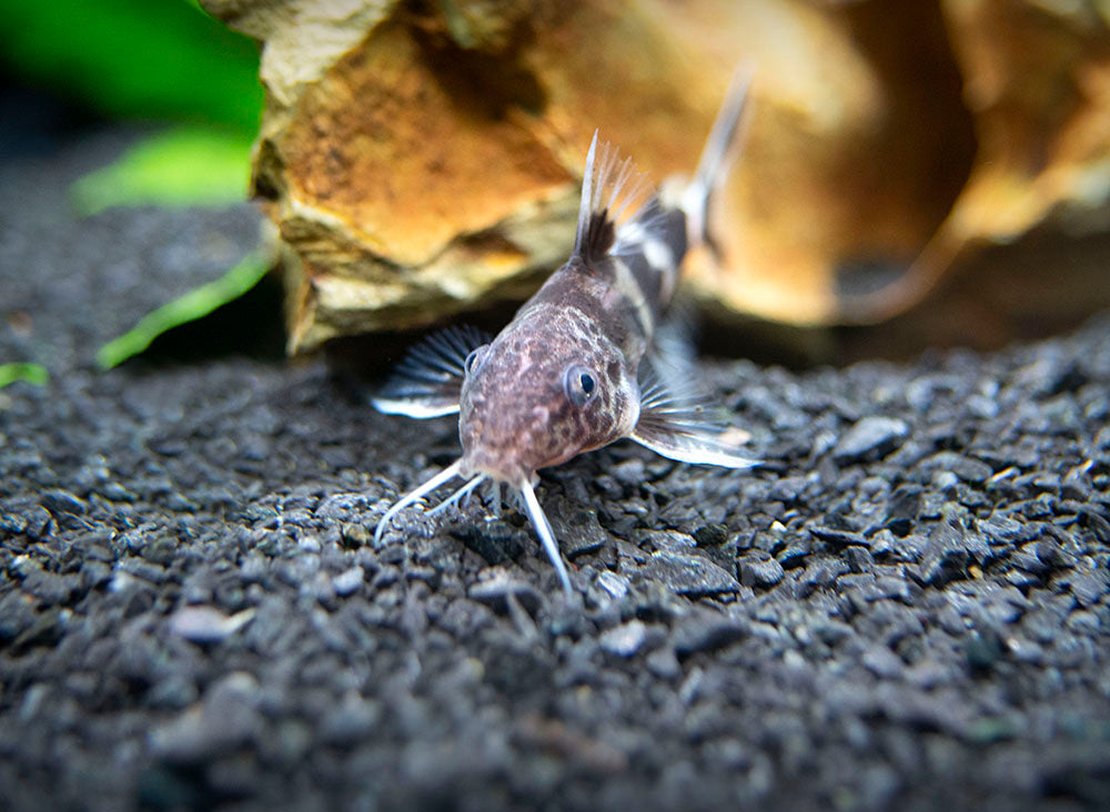 Valentine Zebra Catfish (Synodontis decorus x S. multipunctata), Tank-Bred!