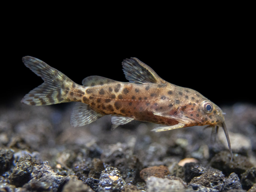 False Upside-Down Catfish (Synodontis nigrita)