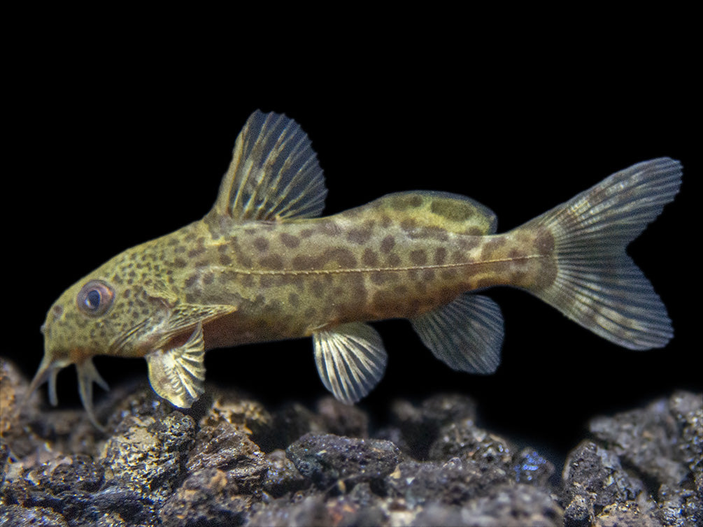 False Upside-Down Catfish (Synodontis nigrita)