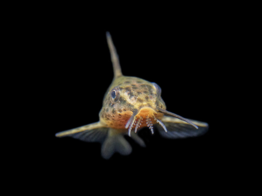 False Upside-Down Catfish (Synodontis nigrita)