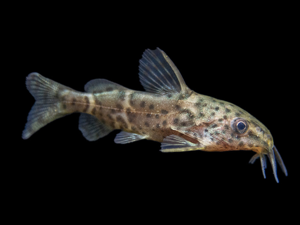 False Upside-Down Catfish (Synodontis nigrita)