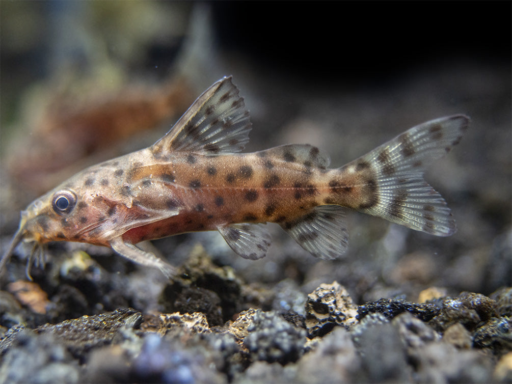 False Upside-Down Catfish (Synodontis nigrita)