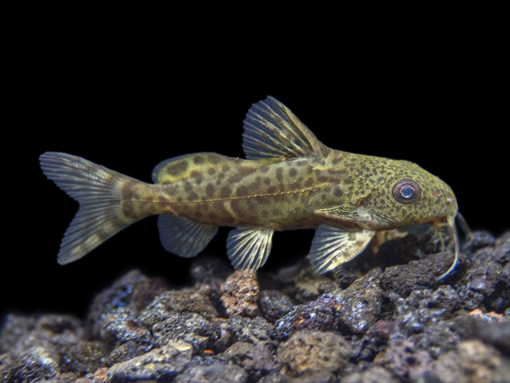 False Upside-Down Catfish (Synodontis nigrita)