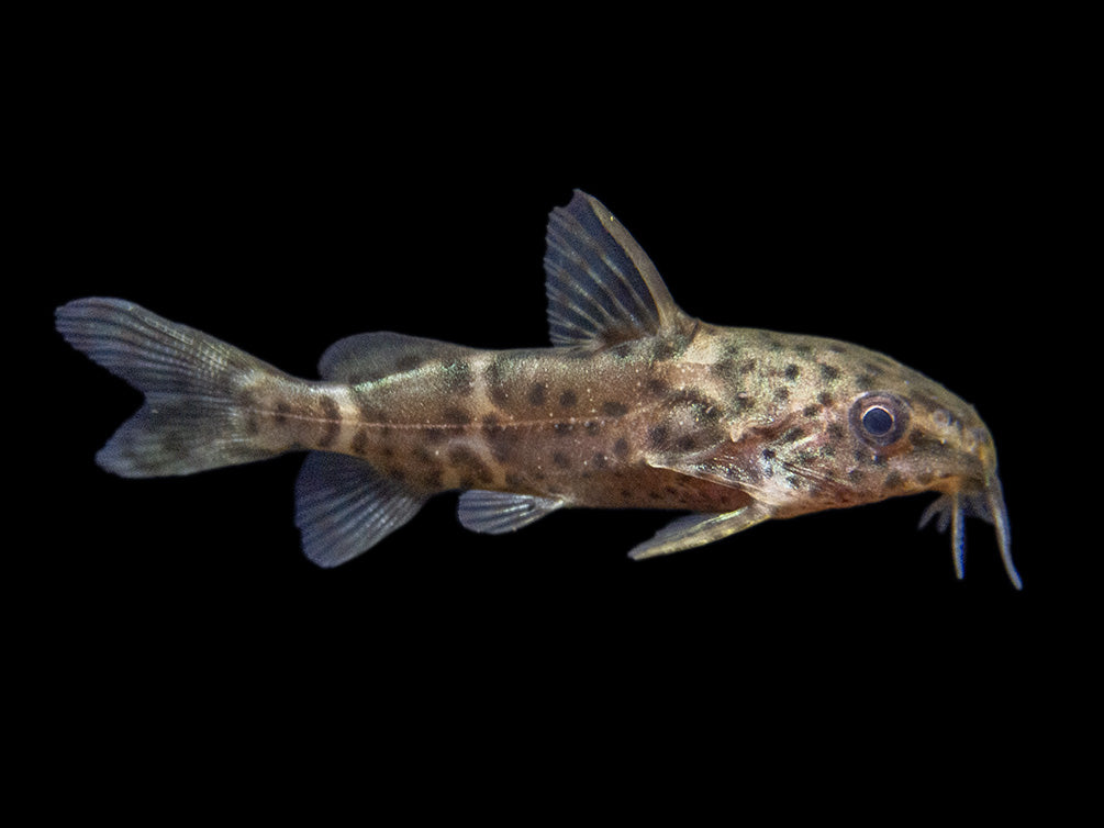 False Upside-Down Catfish (Synodontis nigrita)