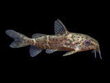 False Upside-Down Catfish (Synodontis nigrita)