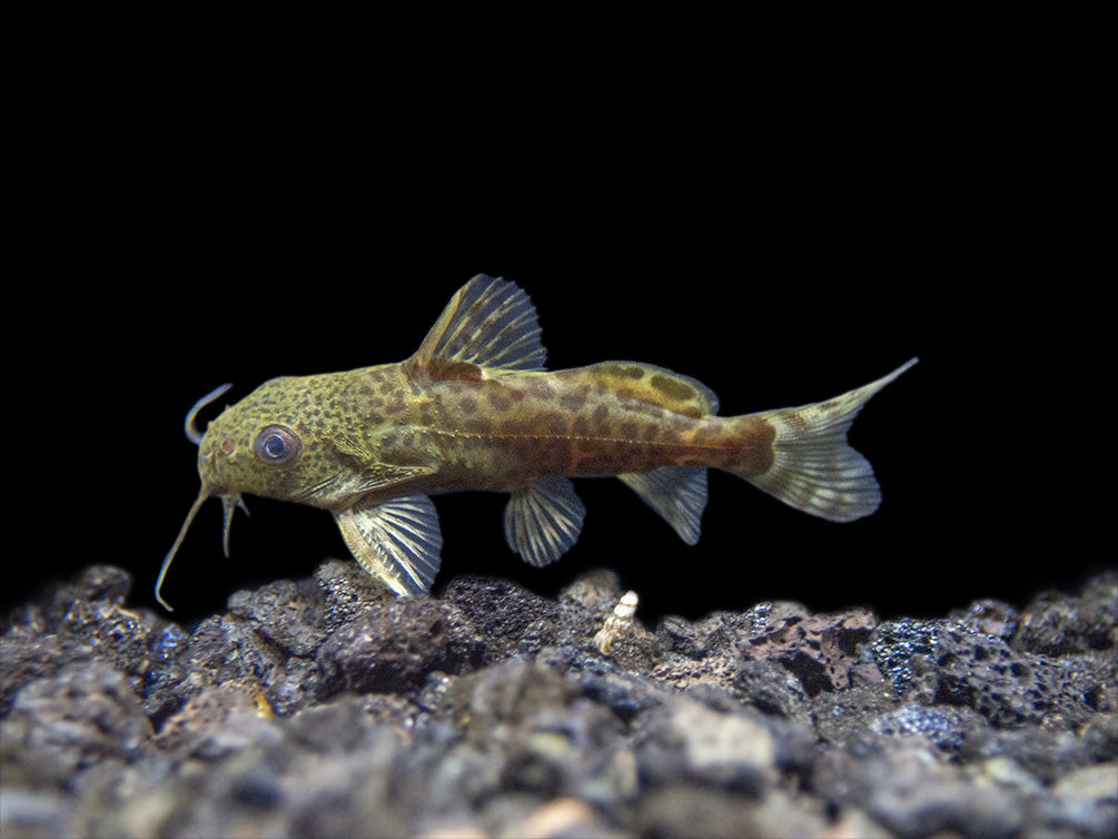 False Upside-Down Catfish (Synodontis nigrita)