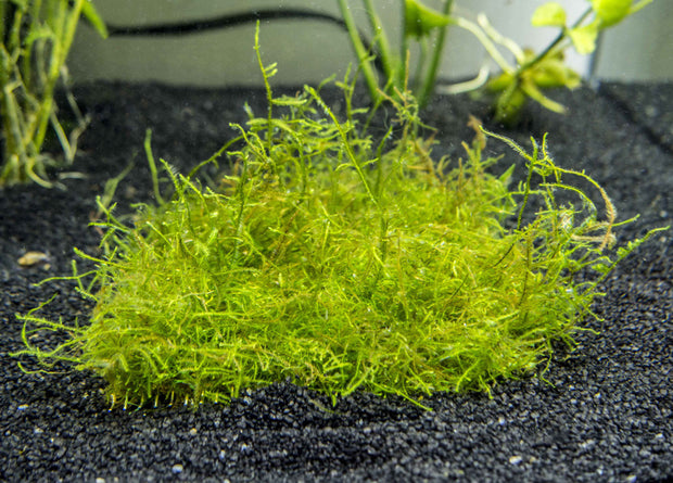 Taiwan AKA Triangle Moss Mat (Taxiphyllum alternans) - 3.6 x 3.6 inch Mat or 1.5 inch Round Slate