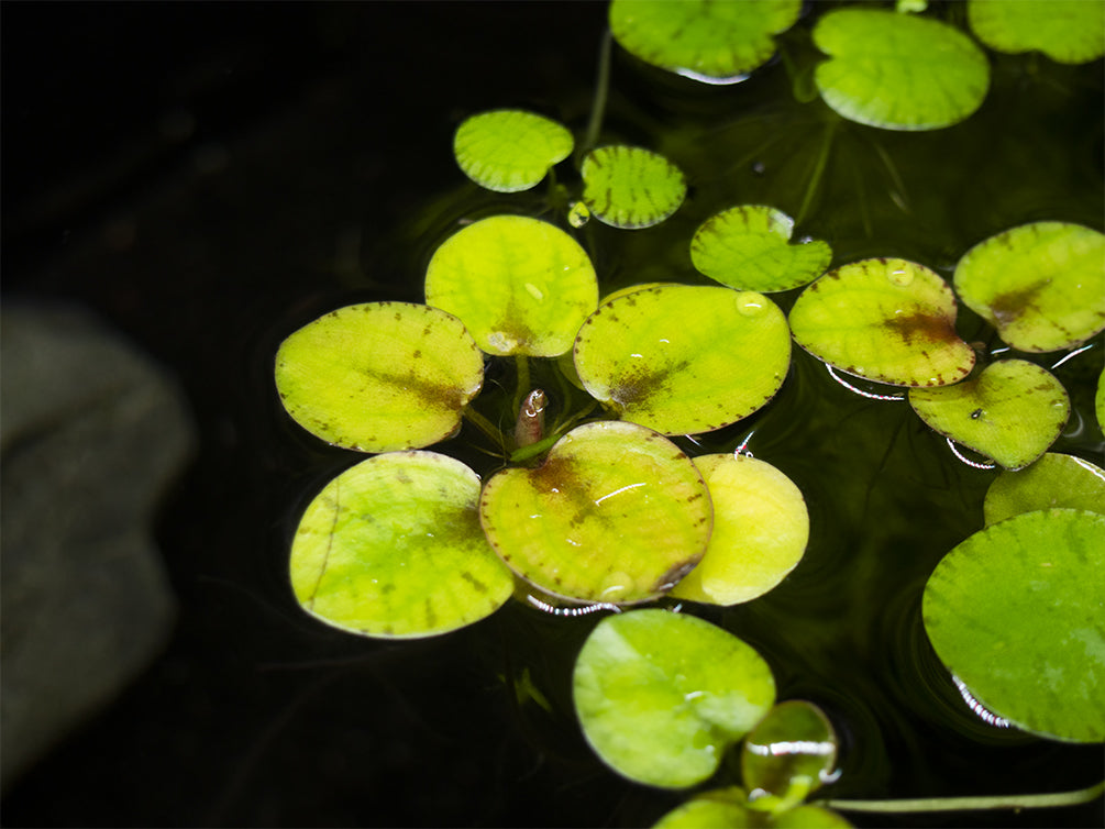 tiger striped amazon frogbit in freshwater aquarium 