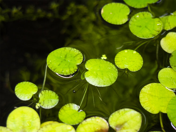 amazon frogbit in freshwater aquarium 