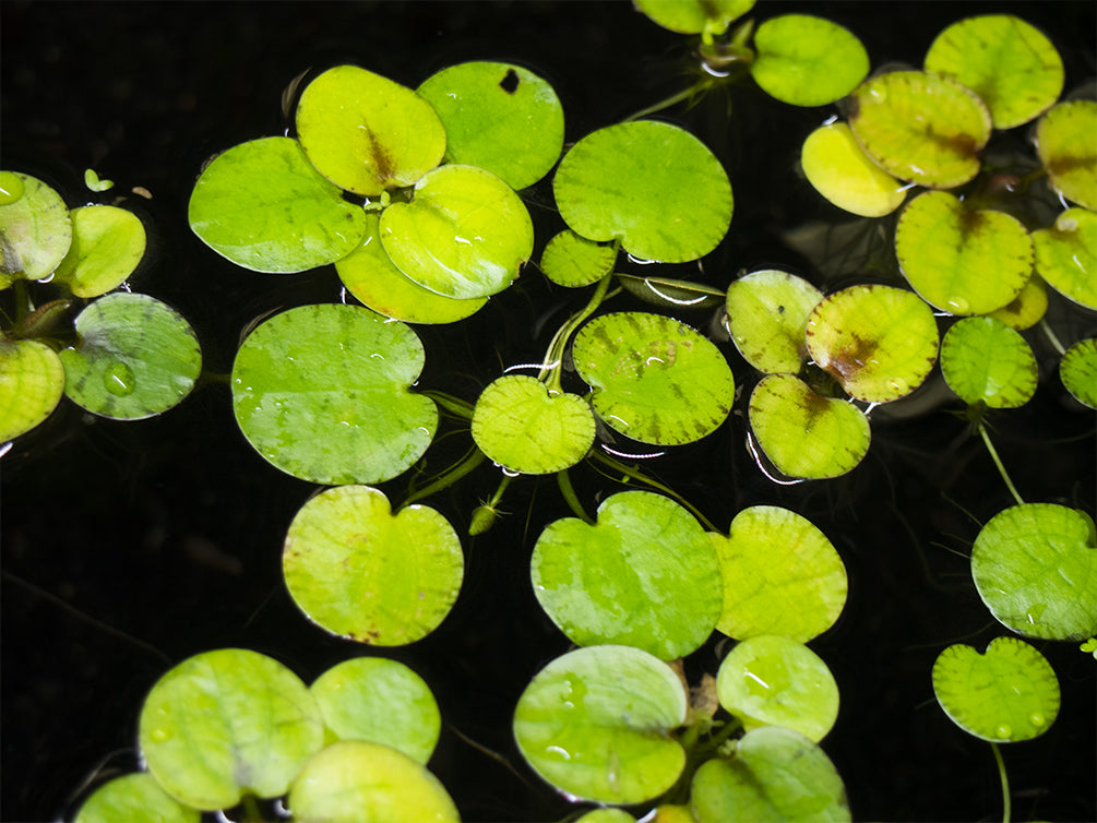 tiger striped amazon frogbit floating in freshwater aquarium 