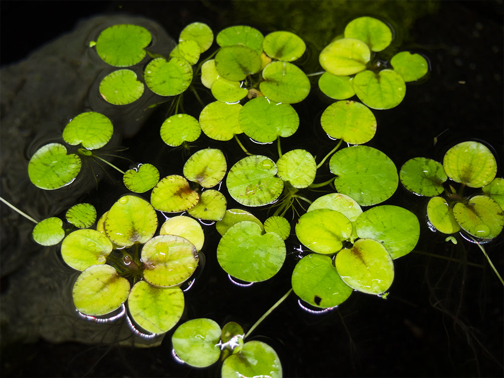 large group of tiger striped amazon frogbit in aquarium 