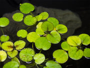 tiger striped amazon frogbit for sale 