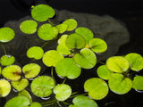 tiger striped amazon frogbit for sale 