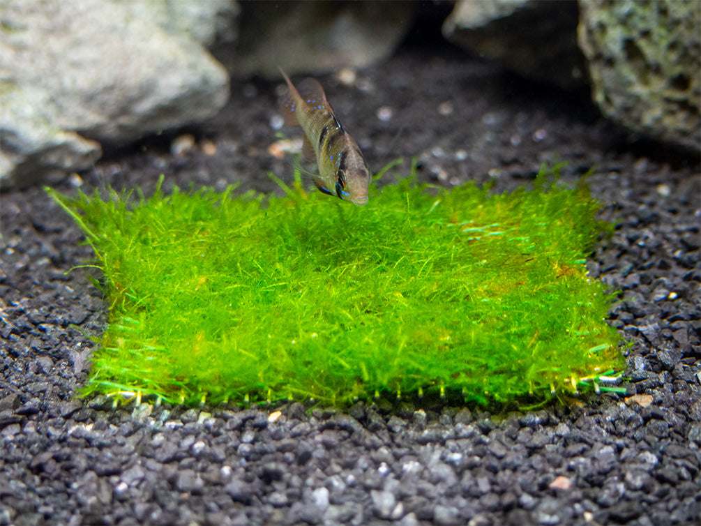 Taiwan Moss Taxiphyllum Alternans