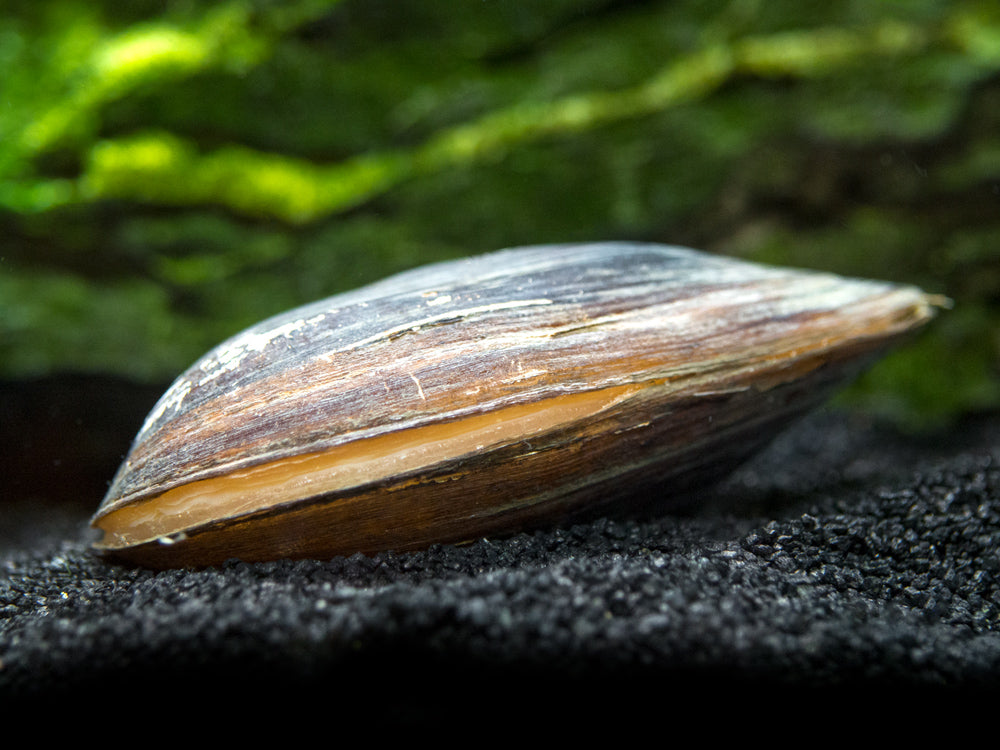 Taiwan Pond Mussel (Sinanodonta lauta)