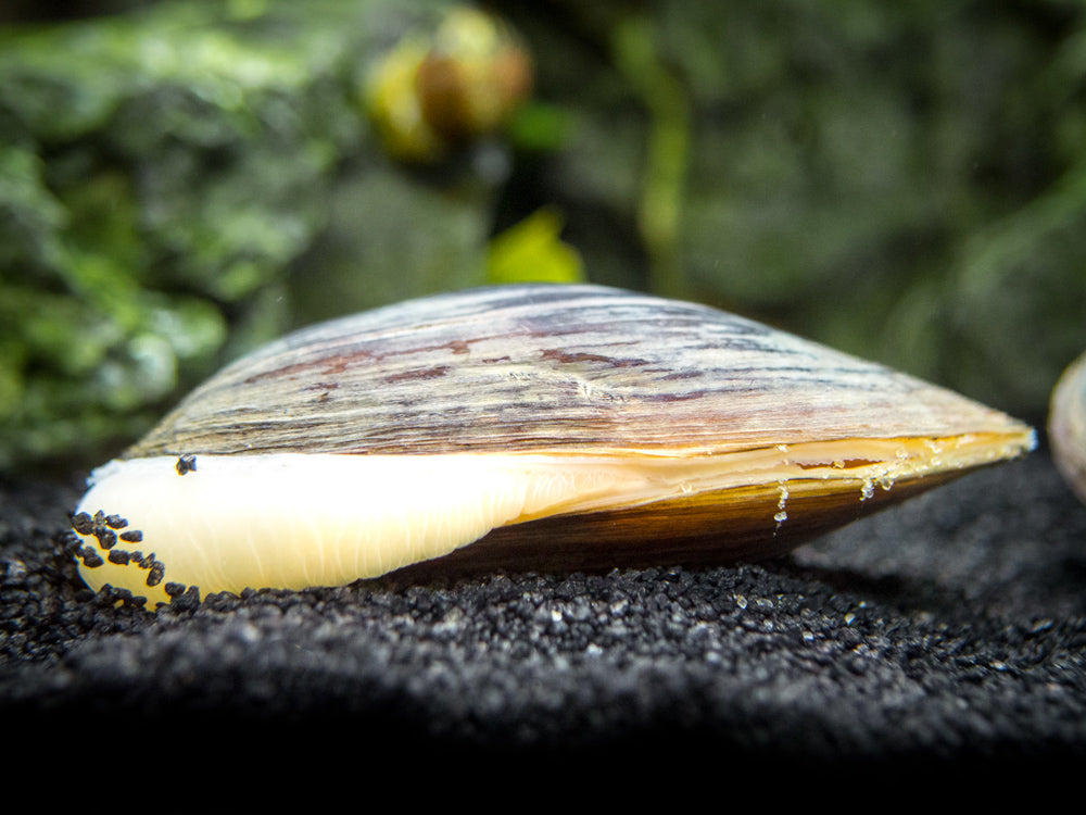 Taiwan Pond Mussel (Sinanodonta lauta)