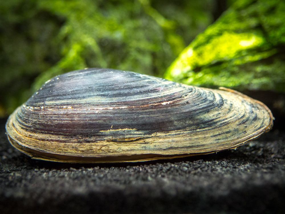 Musselle Freshwater Bivalves (Clams and Mussels) – Aquatic Arts