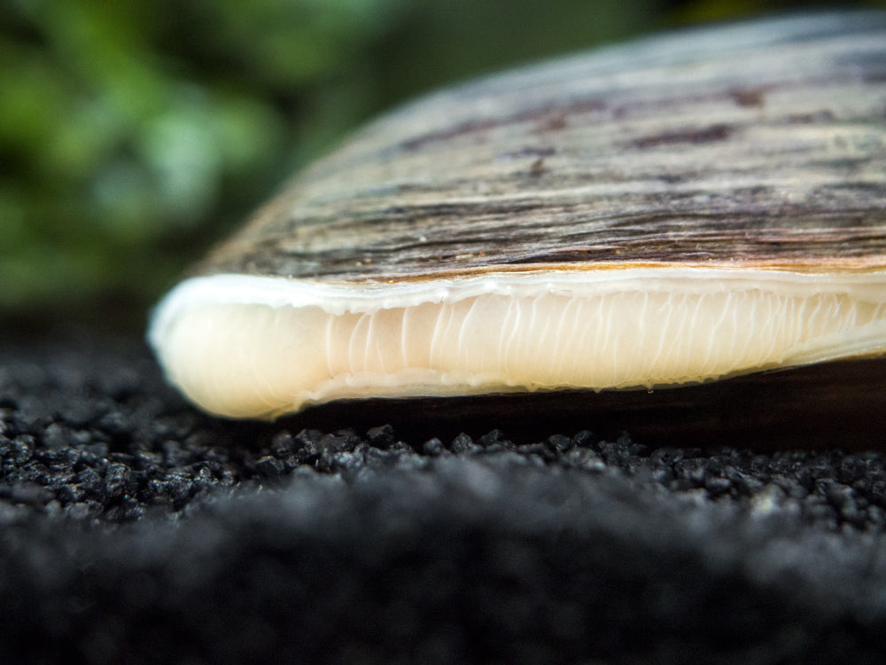 Taiwan Pond Mussel (Sinanodonta lauta)