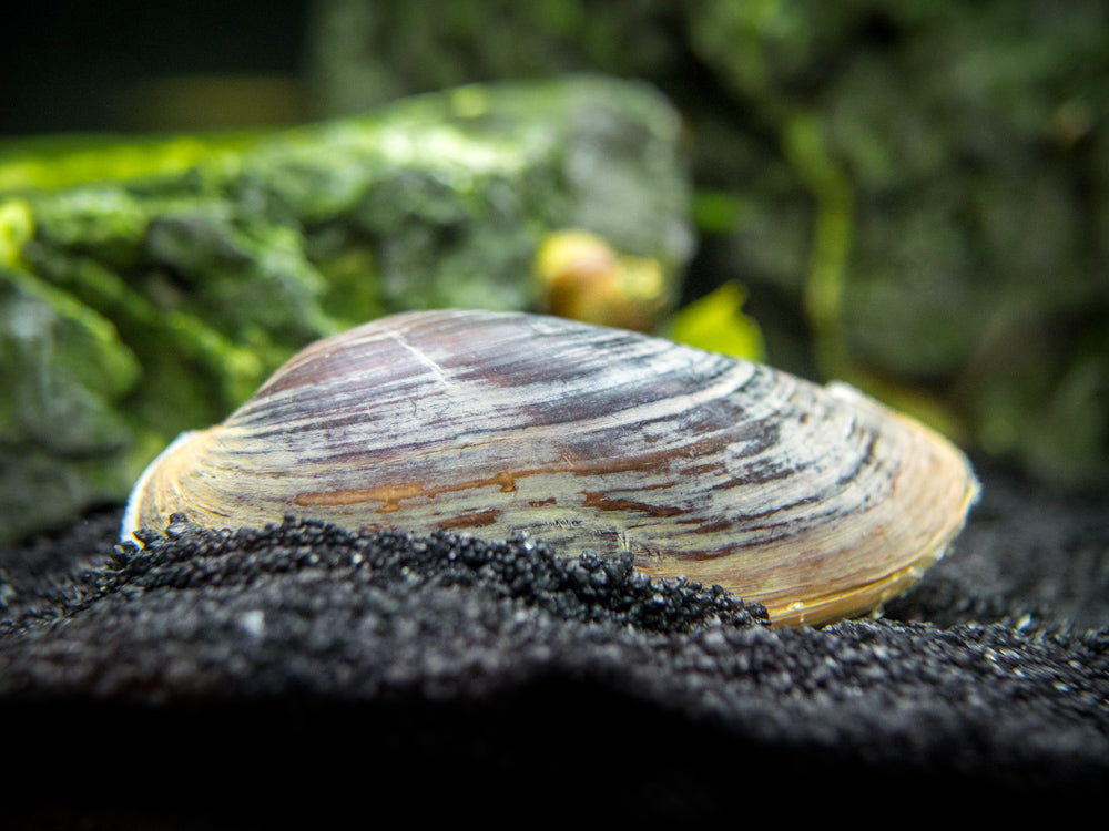 Taiwan Pond Mussel (Sinanodonta lauta)