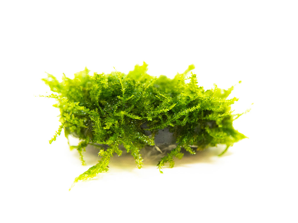 Taiwan AKA Triangle Moss Mat (Taxiphyllum alternans) - 3.6 x 3.6 inch Mat or 1.5 inch Round Slate