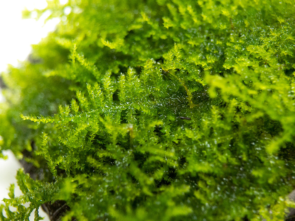 Taiwan Triangle Moss (Taxiphyllum alternans) on 3+ inch Driftwood