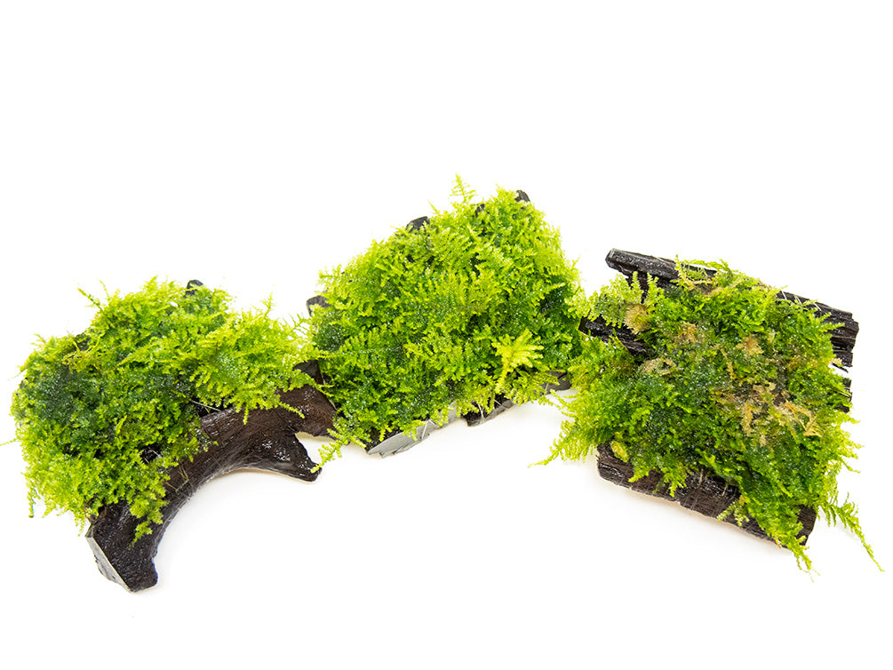 Taiwan Triangle Moss (Taxiphyllum alternans) on 3+ inch Driftwood