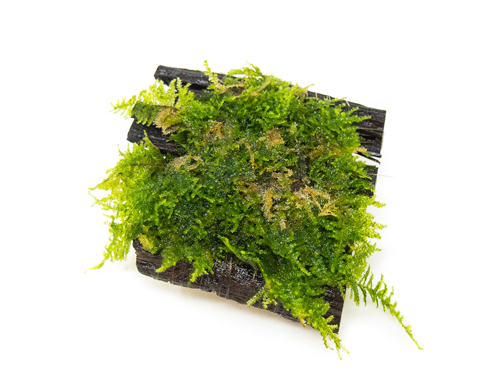 Taiwan Triangle Moss (Taxiphyllum alternans) on 3+ inch Driftwood