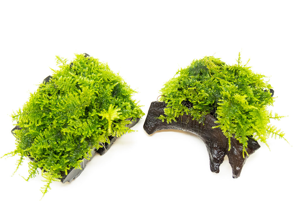 Taiwan Triangle Moss (Taxiphyllum alternans) on 3+ inch Driftwood