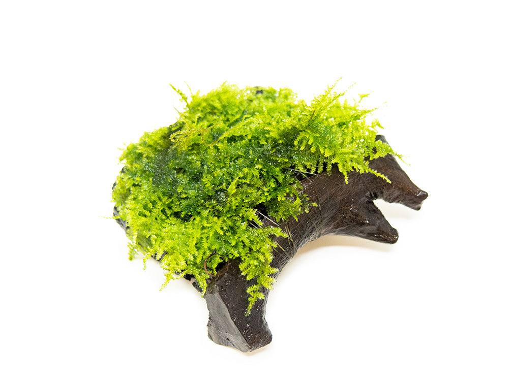 Taiwan Triangle Moss (Taxiphyllum alternans) on 3+ inch Driftwood