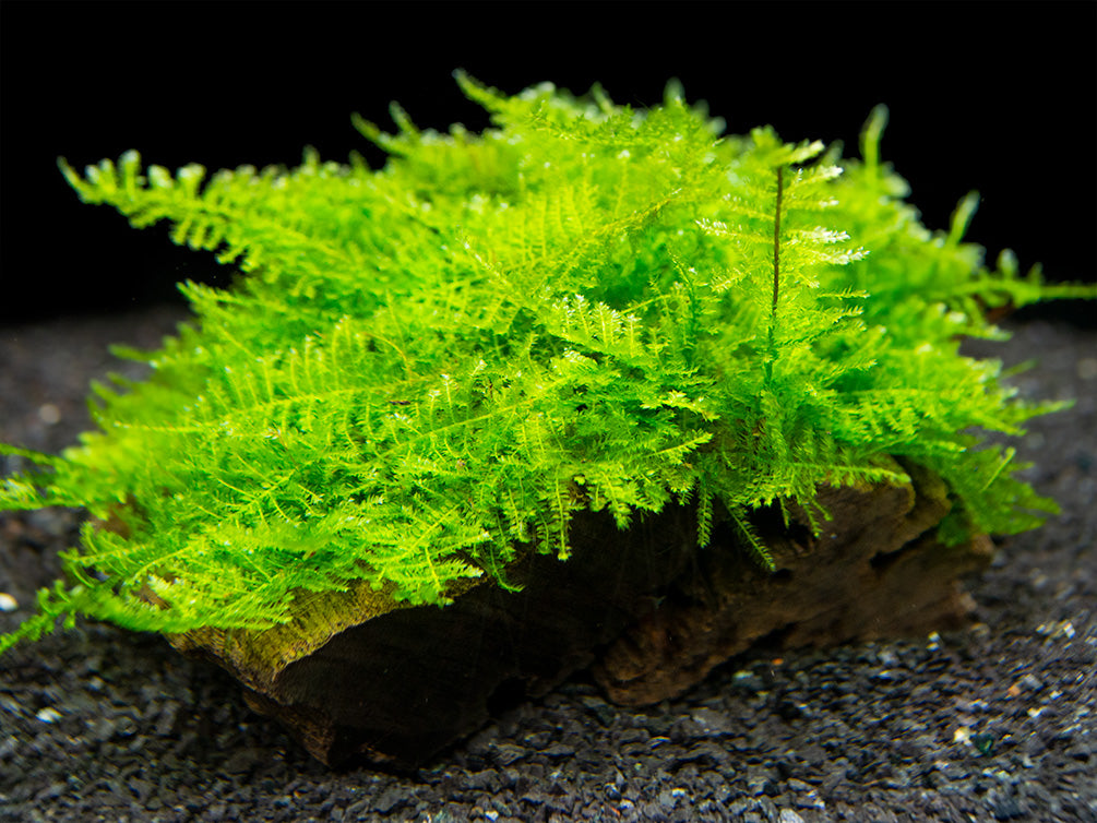 Taiwan Triangle Moss (Taxiphyllum alternans) on 3+ inch Driftwood