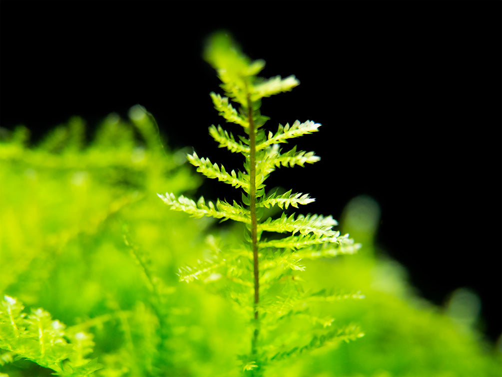 Taiwan Triangle Moss (Taxiphyllum alternans) on 3+ inch Driftwood