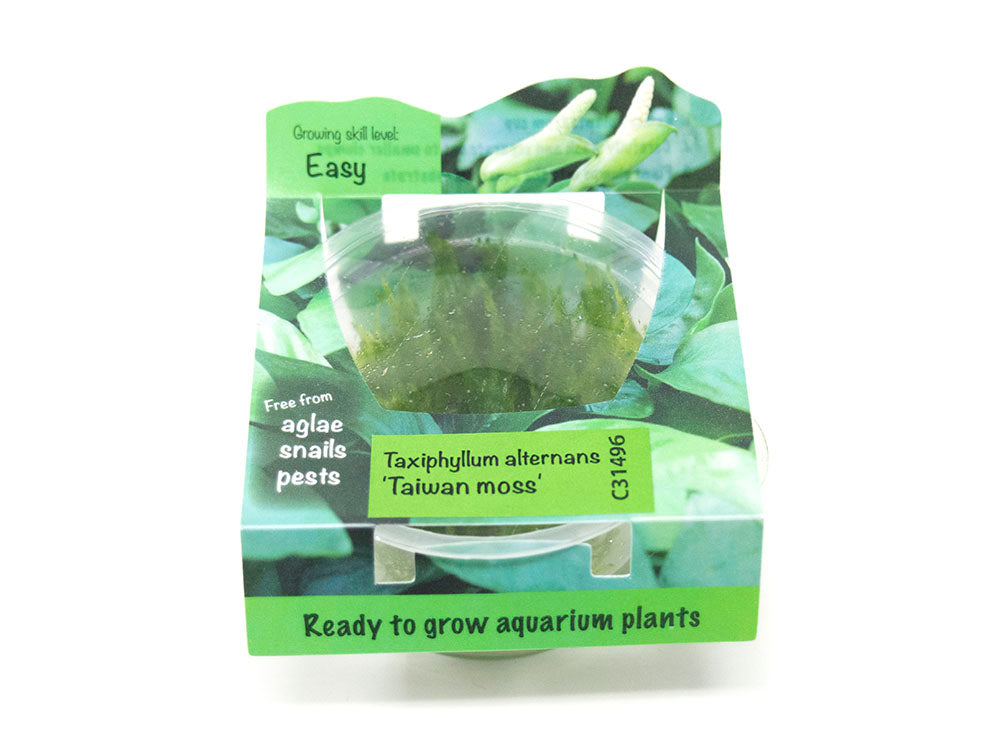Taiwan Triangle Moss (Taxiphyllum alternans) Tissue Culture