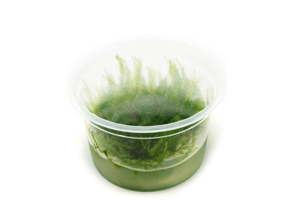 Taiwan Triangle Moss (Taxiphyllum alternans) Tissue Culture