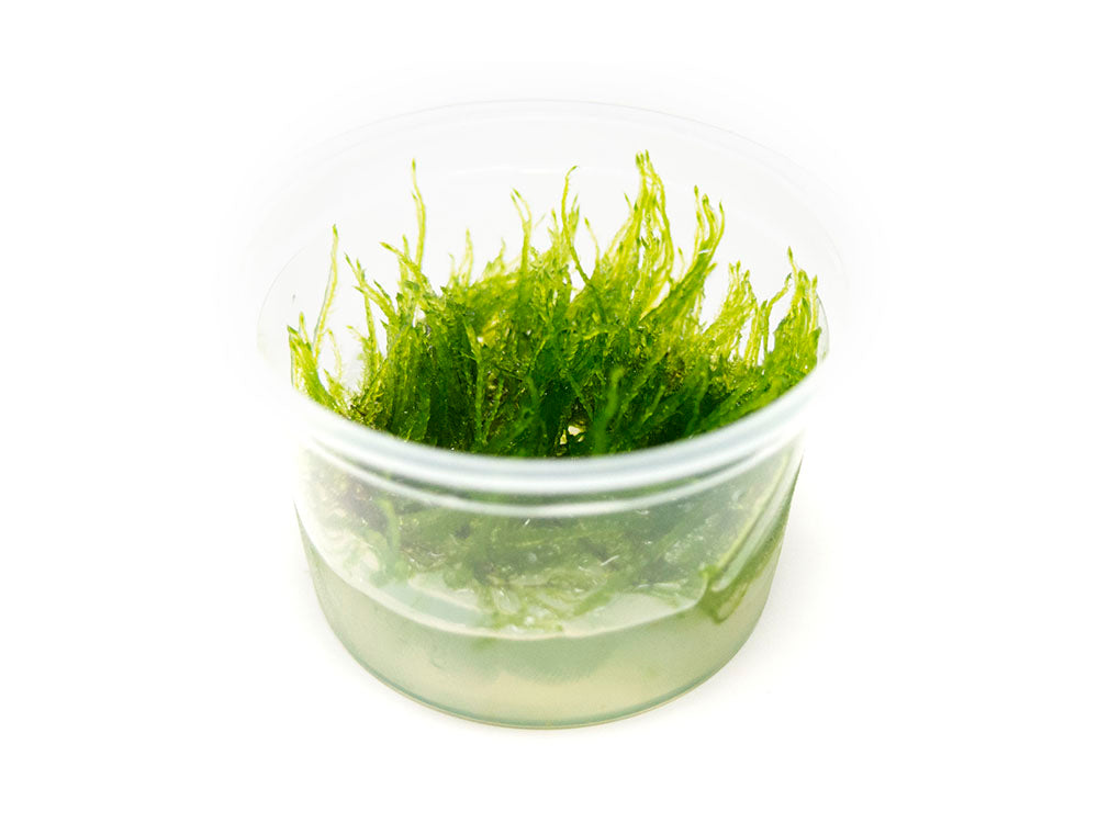 Taiwan Triangle Moss (Taxiphyllum alternans) Tissue Culture